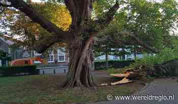 Enorme tak breekt af van imposante boom | Wereldnieuws uit je regio - WereldRegio
