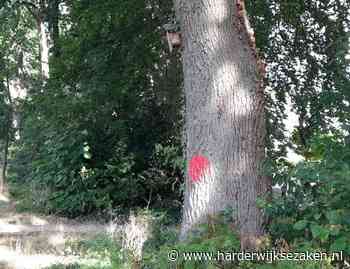 Boom in Harderwijk gered door burgerparticipatie - Harderwijksezaken.nl - Harderwijkse Zaken