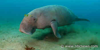Sea creature that inspired mermaid tales declared extinct in China