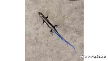 Endangered lizard squirms out from underneath pile of boxes in Tecumseh, Ont., warehouse - CBC.ca