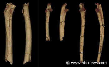 Ancient bones confirm earliest-known human ancestor walked upright