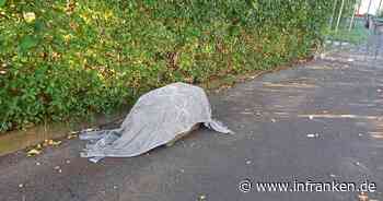 Tierheim Bayreuth: Mitarbeiter finden Karton vor Eingang - "sind schockiert"