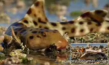 Sharks are 'walking' on land longer to survive the climate crisis