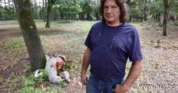 Wolf bijt alpaca dood in Hechtel-Eksel: “Beest kroop onder drie omheiningen door” - Het Laatste Nieuws