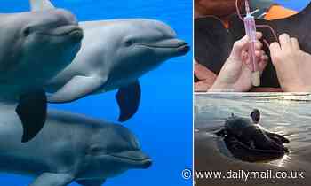 Dolphins show signs of health issues 8 years after Deepwater Horizon, blood tests revel