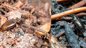 Sask. university research team studies fire-loving beetle