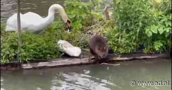 Bever wordt verjaagd door zwaan - AD