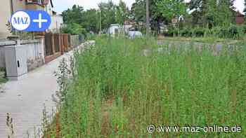 Luckenwalde: Meterhohes Unkraut sprießt neben dem neuen Gehweg - Märkische Allgemeine Zeitung