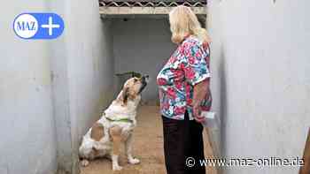 Luckenwalde: Tierheim-Hündin Jil braucht ein Zuhause mit viel Zuwendung - Märkische Allgemeine Zeitung