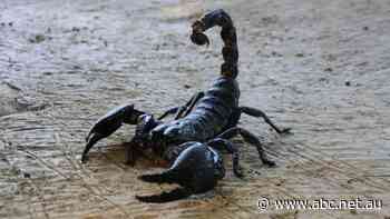At millions of bucks a litre, not many liquids come close to the cost of scorpion venom — and 'farmers' are cashing in