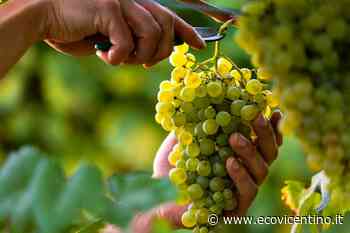 Stagione vitivinicola, nel vicentino calo di produzione del 15 per cento. In aumento la Glera - L'Eco Vicentino - L'Eco Vicentino