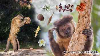I cebi che hanno imparato a schiacciare le noci - Repubblica TV