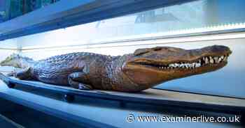 Wakefield to lose famous museum animals after top private schools demands them back - Yorkshire Live