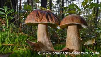36 Jahre nach Tschernobyl: Diese Pilze sind strahlenbelastet