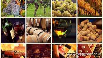 Acqui, Casale e Ovada nella strada del vino del gran Monferrato, ma Tortona…. - Oggi Cronaca