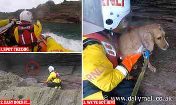 Yogi the spaniel is saved by RNLI after plunging 100ft off cliff into ...