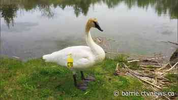 Buckingham Palace thanks Midland group for naming swam in honour of the queen