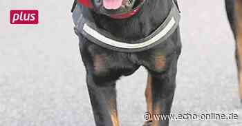 Beißattacke in Raunheim bleibt vorerst ungeahndet - Echo Online