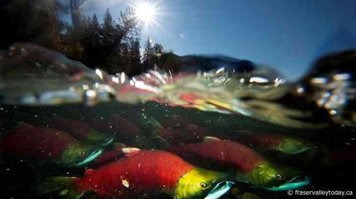 Concern for B.C. sockeye salmon as Fraser River return estimates drop by millions