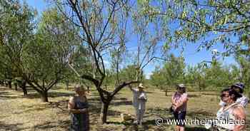 Freinsheimer Mandelhof: Köstliches aus süßen Kernen - RHEINPFALZ-Sommertour - Rheinpfalz.de