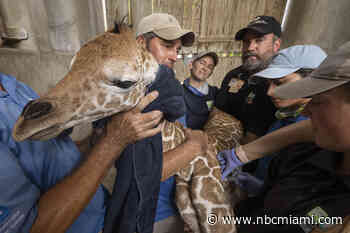 Meet the 57th Baby Giraffe Born at Zoo Miami