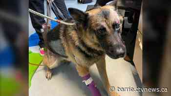 'Heartbroken,' OPP says dogs hit by car Sunday have died