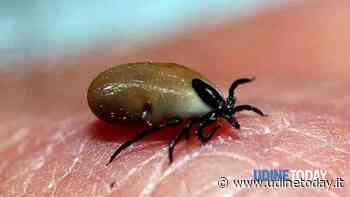 Malattia di Lyme: opera a Udine uno dei maggiori esperti per diagnosticarla e curarla - UdineToday