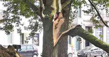 Stad laat pv opstellen tegen aannemer: “Bomenexpert is al aangesteld” - Het Laatste Nieuws