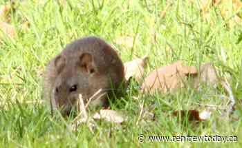 Town Staff Monitoring Rat Infestation Complaints in Renfrew - renfrewtoday.ca