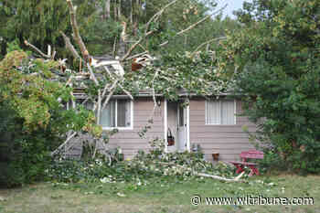Family OK after huge cottonwood tree crashes through Quesnel home - Williams Lake Tribune