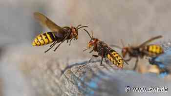 Hornissenangriff in Bad Urach: 10 Verletzte - SWR Aktuell