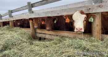 Agriculture ministry urges caution after 12 animals die from anthrax