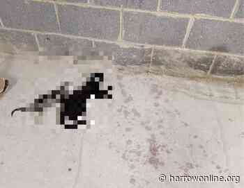 Foul play ‘strongly suspected’ as dead cats found in Edgware - Harrow Online