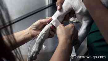 Authorities identify mysterious illness killing dogs in one state: Officials