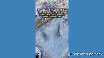 WATCH:  Dinosaur tracks from 113 million years ago become visible amid drought