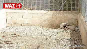 Witten: Spanisches Horror-Tierheim nach WAZ-Bericht geschlossen - WAZ News