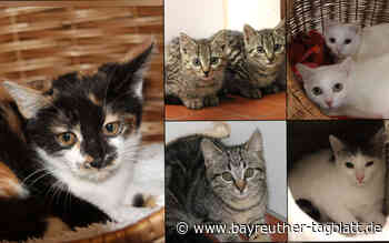 Süße Katzen im Tierheim Bayreuth suchen neues Zuhause - Bayreuther Tagblatt
