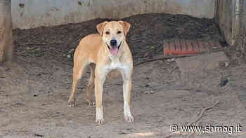 Anche “Kira”, ospite del Canile Comunale di Cagliari, aspetta un nuovo padrone - S&H Magazine