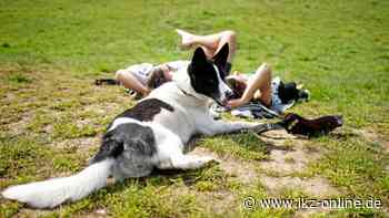 Bekommt Hemer eine umzäunte Hundewiese? - IKZ News