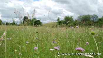 Söcking - Biotop-Aktion - Starnberg - SZ.de - Süddeutsche Zeitung - SZ.de