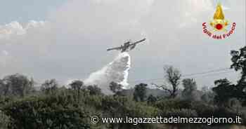 Brindisi, va in fiamme il bosco di «Santa Teresa» - La Gazzetta del Mezzogiorno