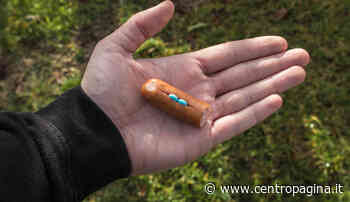 Cagli, cani avvelenati: morti un Retriever ed un Border Collie - Centropagina