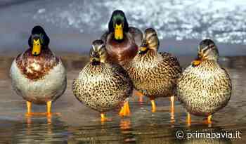 Appartamento del centro di Vigevano trasformato in pollaio: allevava anatre e quaglie (per mangiarle) - Prima Pavia