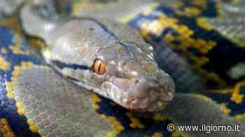 Vigevano, pitone in fuga catturato: morde vigile del fuoco - IL GIORNO