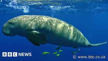 Dugong: Animal that inspired mermaid tales extinct in China