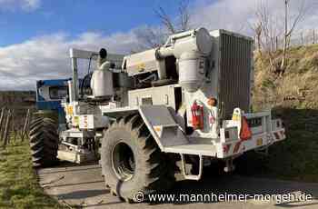 Weißes Gold in Lampertheim? - Lampertheim - Nachrichten und Informationen - Mannheimer Morgen