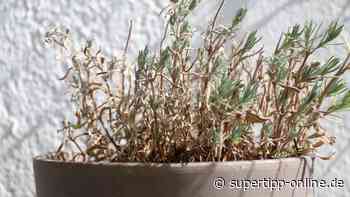 Kreis Mettmann: Zwei Tage Hitze-Warnung - Super Tipp Online - Super Tipp