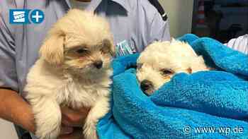 Warnung vor illegalem Welpenhandel in Wetter und Herdecke - WP News