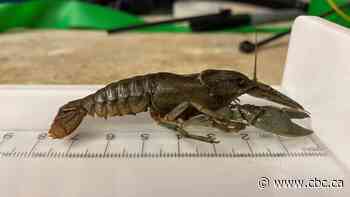 Northern crayfish continues its Alberta invasion, this time, in mountain parks