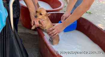 Invitan a jornada de salud animal en la colonia Insurgentes de Hermosillo - Proyecto Puente